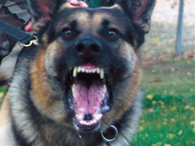 Asesoría Gratuita con los Mejores Abogados Cercas de Mí de Lesiones por Mordidas de Perro o Mascotas en Bell California